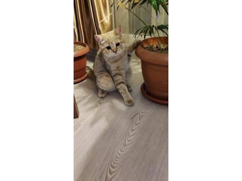 British shorthair blue point kedimize yeni yuva arıyoruz