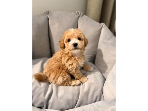 Ruhsatlı köpek çiftliğinden maltipoo yavrularımız 