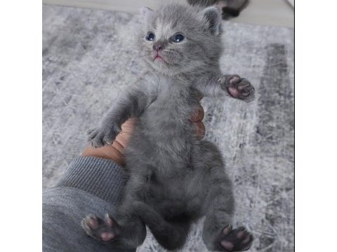 Saf kan yavrularımız british shorthair a blue