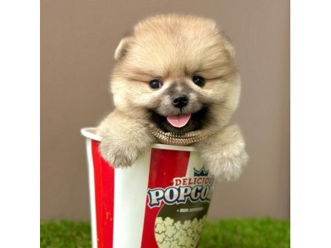Sevimli pomeranian boo yavrularımız