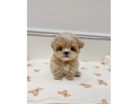 Üretim çiftliğinden safkan maltipoo yavrular