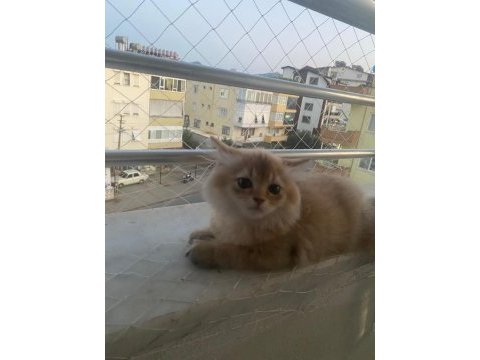 Anne baba golden yavru kediler