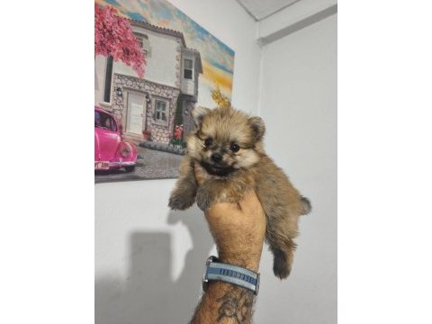 Pomeranian boo yavruları