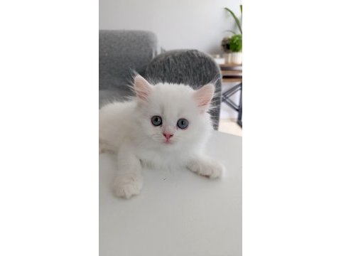 Kendi kedimizin yavruları sahiplendirilecektir