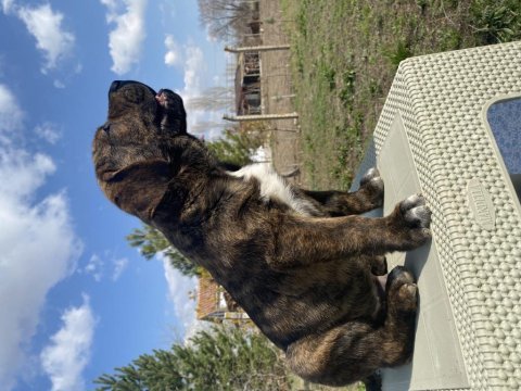 Şecereli presa canario yavruları