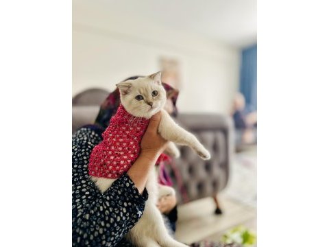 British shorthair lynx