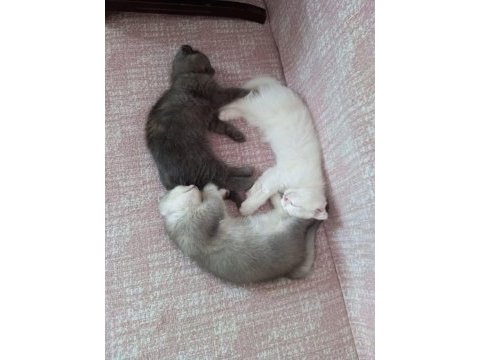 2 aylık 3 scottish fold yavru