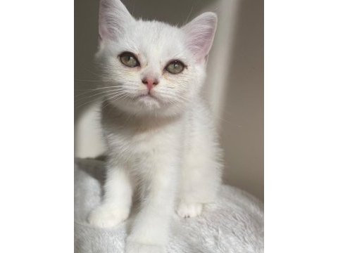 Sliver yavru kedimiz