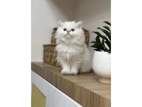 Pamuk gibi british longhair yavru