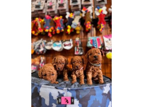 Muhteşem toy poodle bebekler