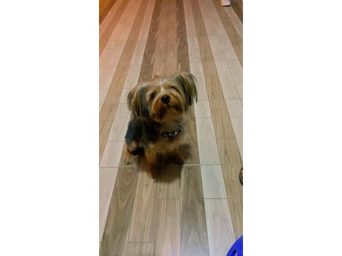 Yorkshire terrier pabloya eş arıyoruz