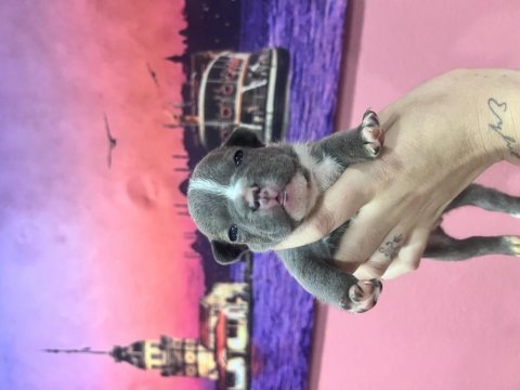 Fransız bulldog bebekler