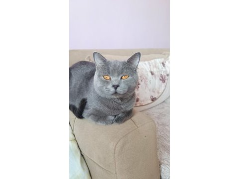 British shorthair kedimiz