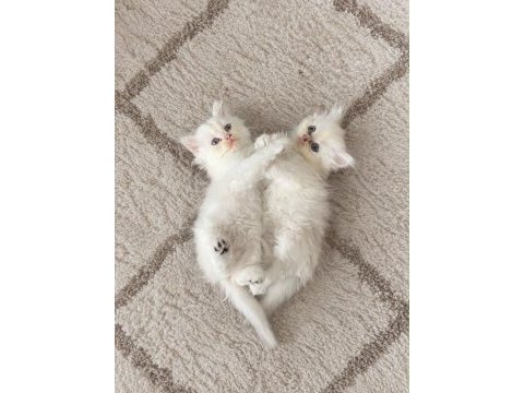 British longhair yavrularım