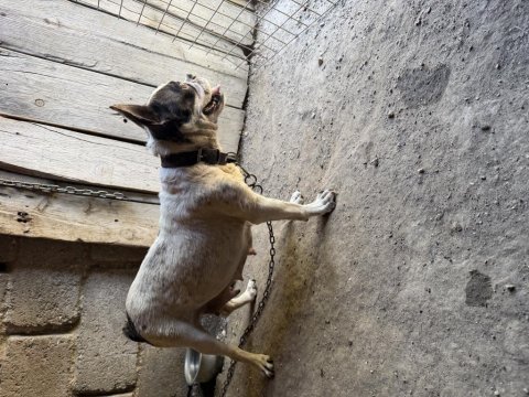 Yetişkin dişi french bulldog