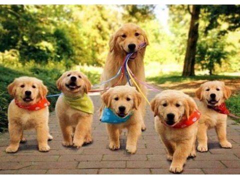 Golden retriever yavrular istenirse kapınıza teslim