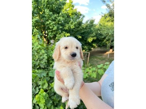 Bebek yüzlü golden retriever yavrular