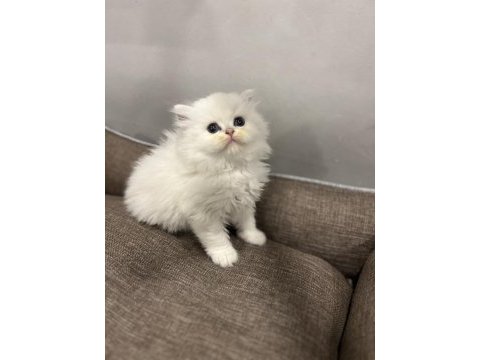 British longhair golden point