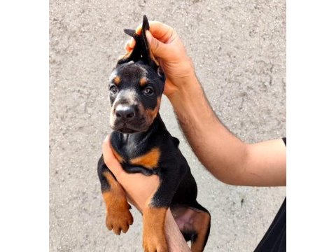 Safkan doberman köpeği