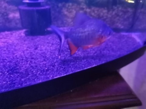 18-20 cm pacu pirana 2 adet