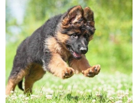 Alman kurdu köpeklerimiz için ulaşın
