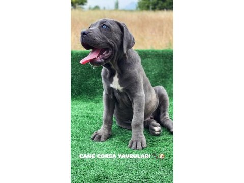 Üst seviye dev cane corso yavruları