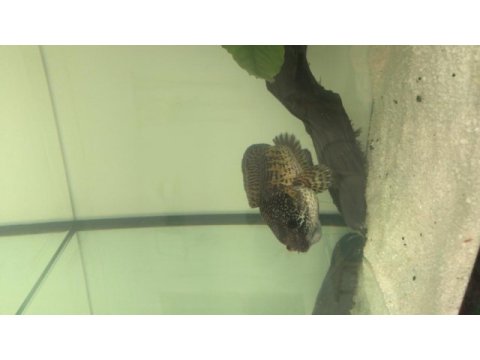 Eşini yiyen channa aurantimaculata 20 cm