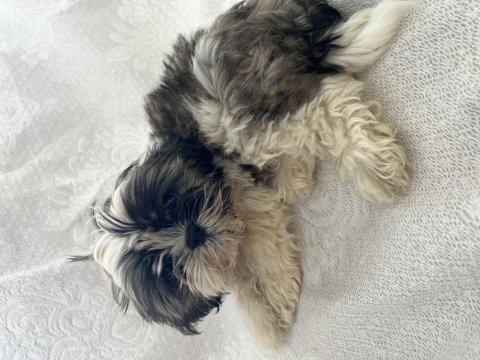 Shih tzu şitsu yavruları a kalite gönderim mevcut