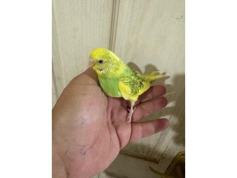 30 günlük konuşturmalık bebek muhabbet kuşu