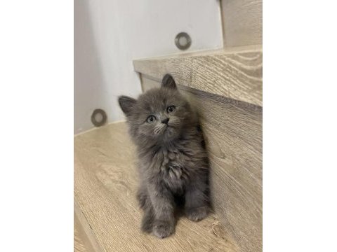Gri brıtısh longhaır yavrularım 