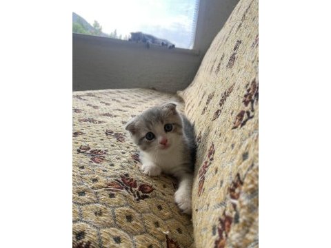 Minik scottish fold yavrumuz