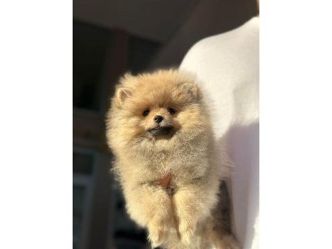 Ayı surat pomeranian boo yavruları