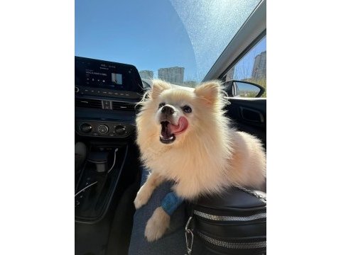 11 aylık dişi pomeranian