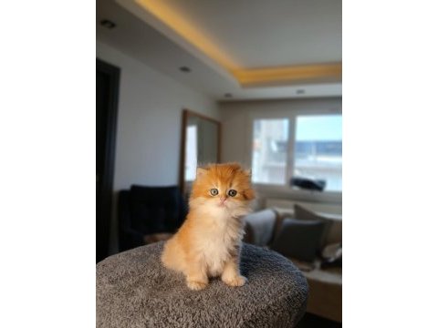 Show kalite full şecereli ny 12 british longhair