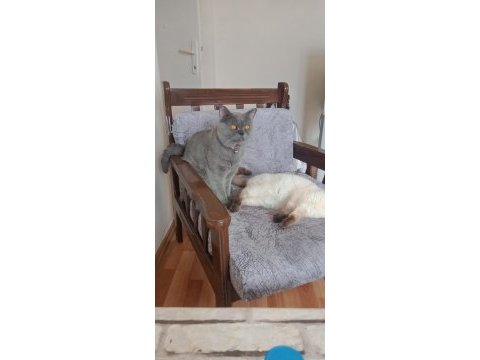 2 yaşında british shorthair