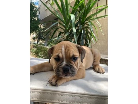 İngiliz bulldog safkan yavrular dişi erkek mevcut