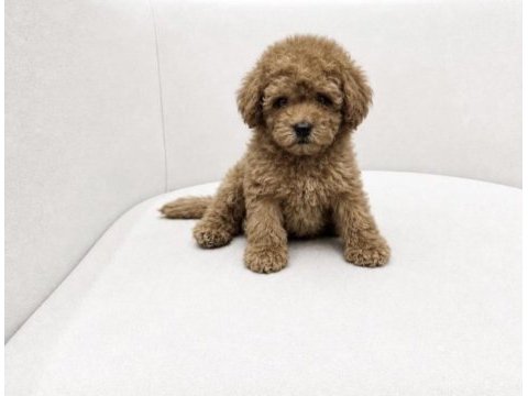 Toy poodle yavrular