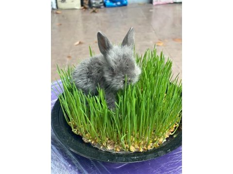 Hollanda lop tavşan