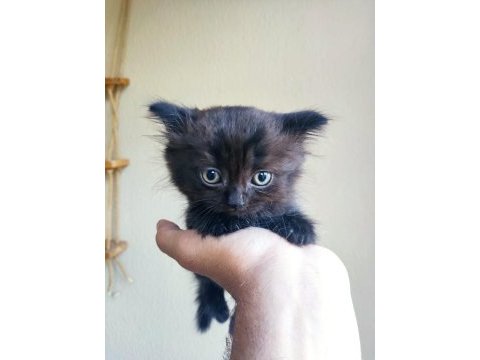 Kara scottish fold oğluma aile arıyorum