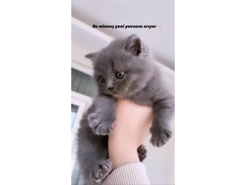 Yavru british shorthair