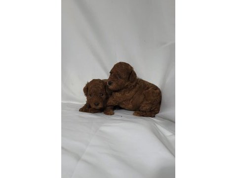 Irk ve sağlık garantili toy poodle dişi