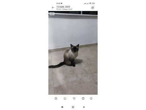 British shorthair 1 buçuk yaşında