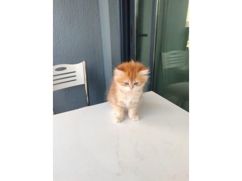 By11 dişi british longhair