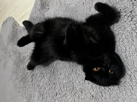 Scottish fold kedimize acil yuva arıyoruz