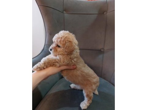 Toy poodle 40 günlük