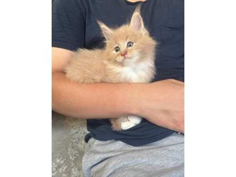 Evde yetişmiş şampiyon dedenin maine coon son torunu hazır