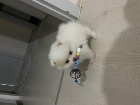 Pamuk prenses 5 aylık pomeranian