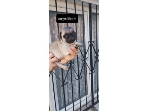 Pug mops bebekler