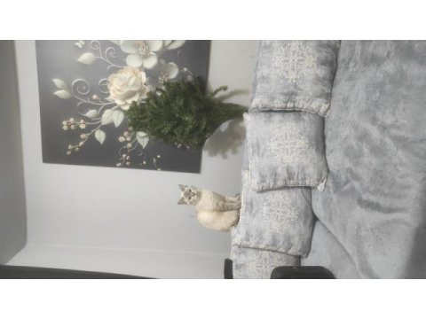 Ücretsiz sahiplendirme scottish fold kedimiz