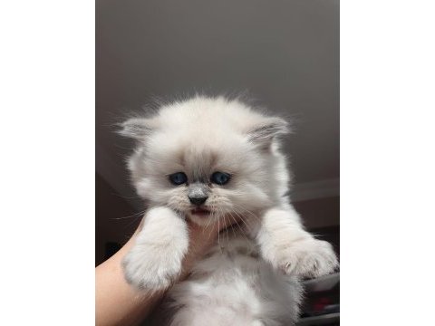 Blue point british shorthair rezerve ye açık